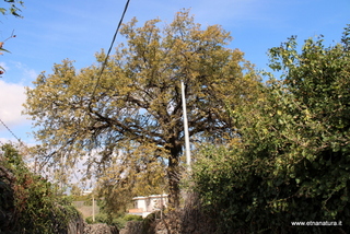 Quercia santa Lucia